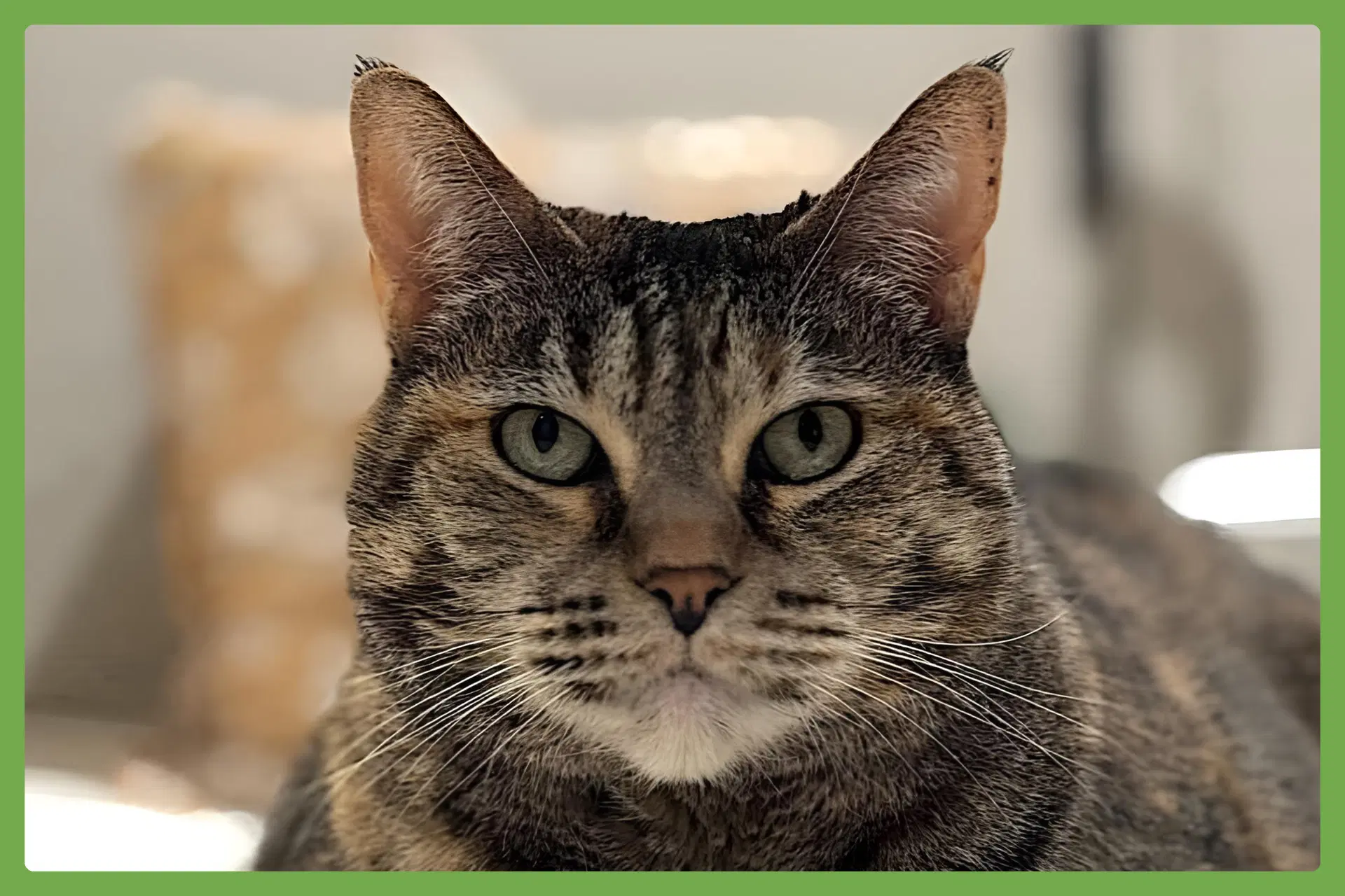 Mimi - Domestic Short Hair