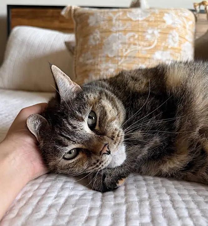 Mimi image 3
