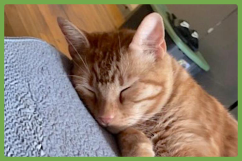 Bast, Adult Domestic Short Hair (short coat), cat for adoption in Westfield, Massachusetts