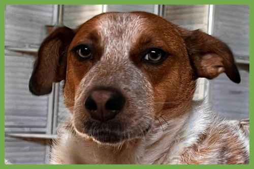 Tex, an adoptable Australian Cattle Dog in Amherst, MA
