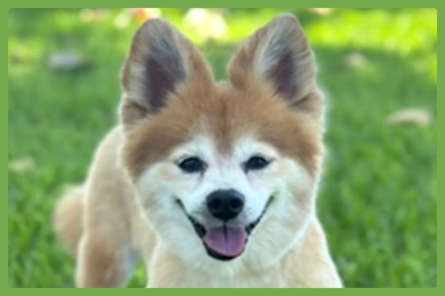 Eevee image 1