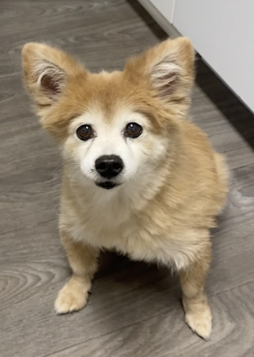 Eevee, photo 2