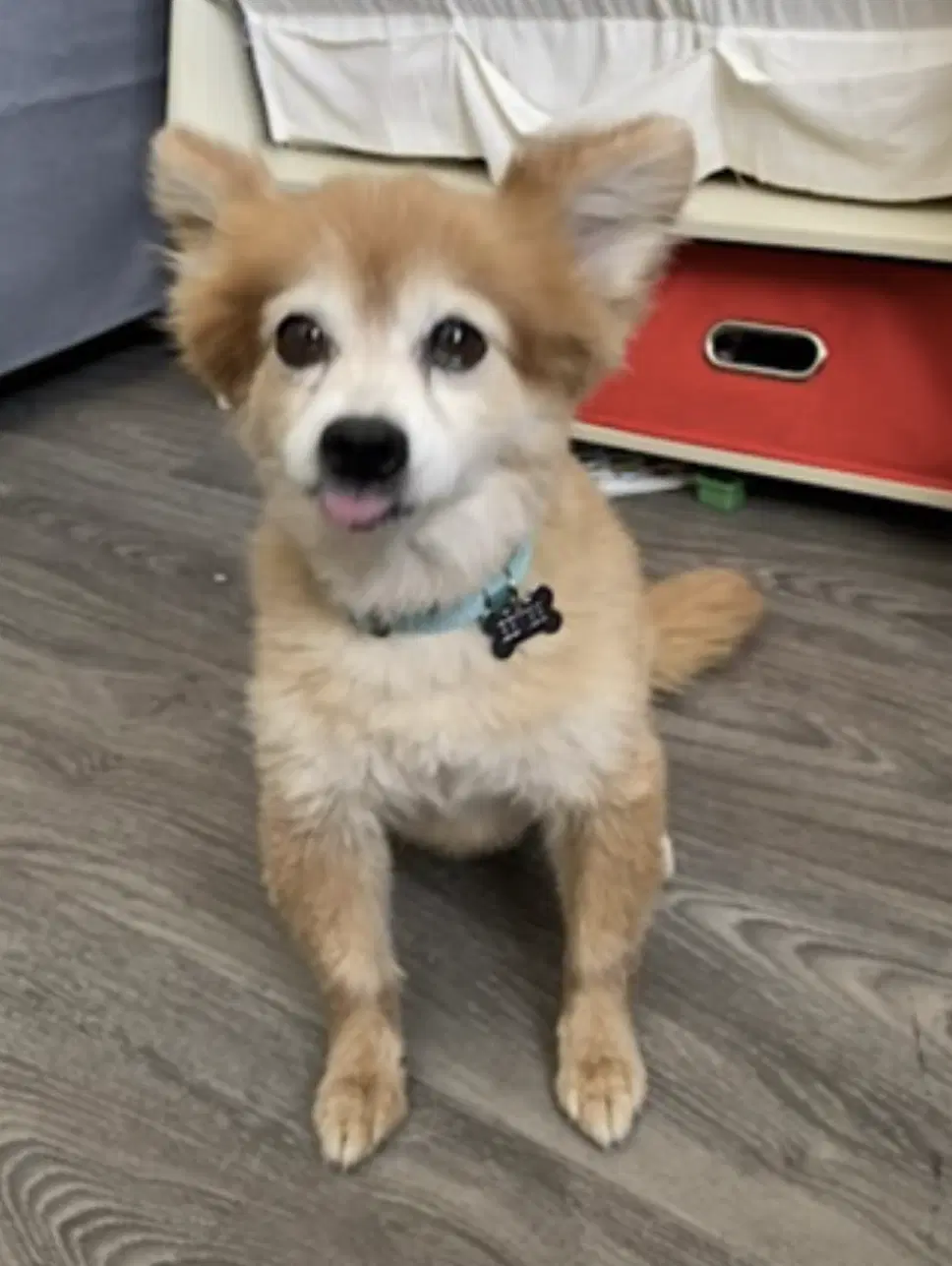 Eevee image 4