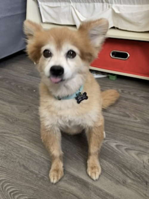 Eevee, photo 4