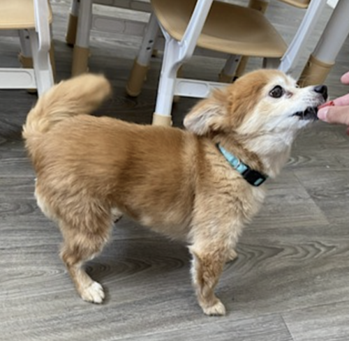 Eevee, photo 5