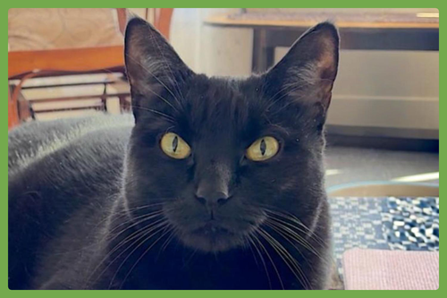 Sammie, Adult Domestic Short Hair (short coat), cat for adoption in Westfield, Massachusetts