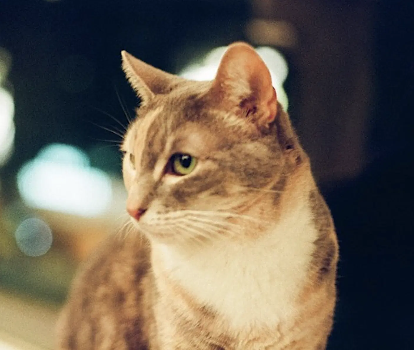 Vin image 4