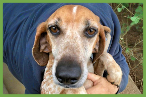 Pumpkin Spice, an adoptable Coonhound in Amherst, MA