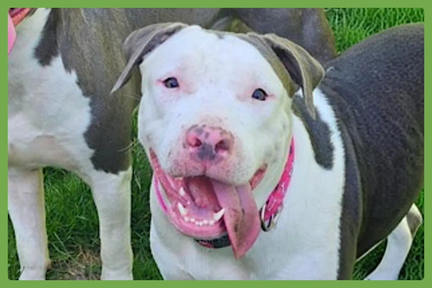 Ellie - American Staffordshire Terrier