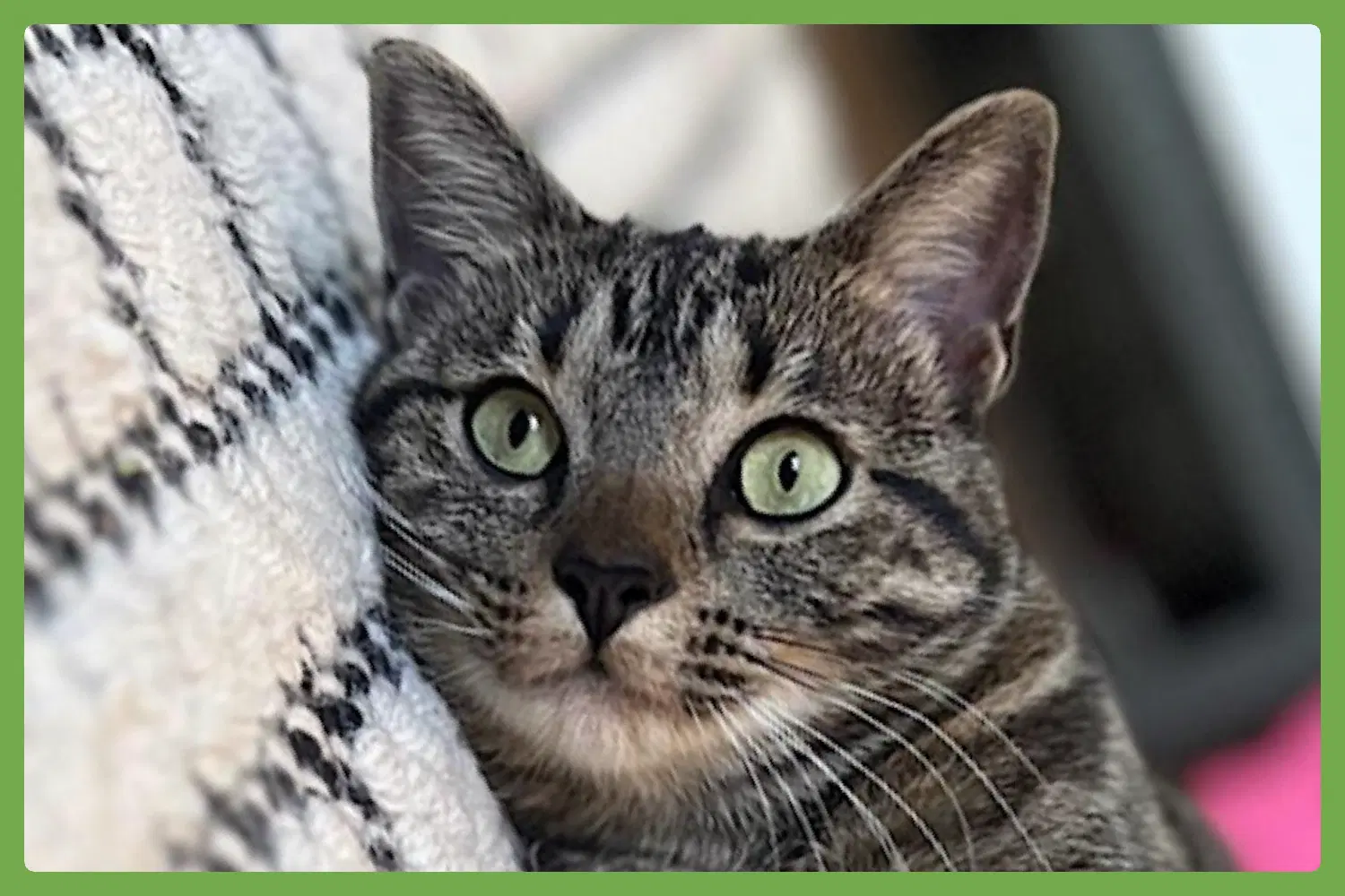 Wolfie - Domestic Short Hair
