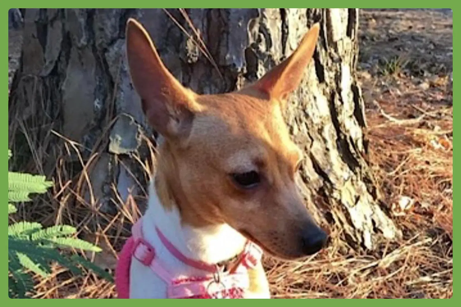 Little Debbie - Toy Fox Terrier