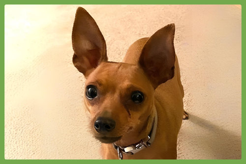 Bree, an adoptable Miniature Pinscher in Amherst, MA
