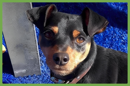 King, an adoptable Miniature Pinscher in Amherst, MA