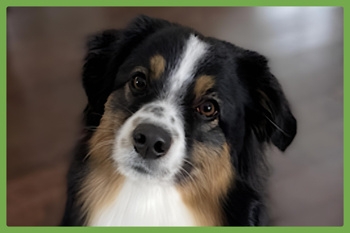 Poppy, an adoptable Australian Shepherd in Amherst, MA