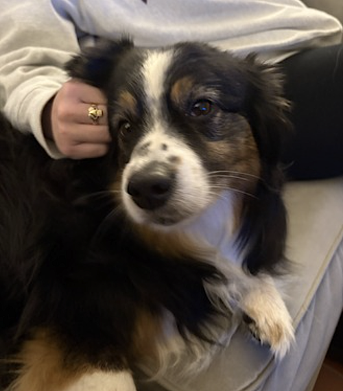Poppy, photo 5