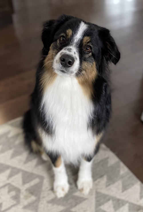 Poppy, photo 9