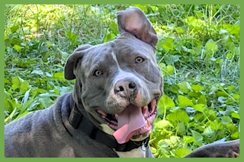 Blue, an adoptable American Pit Bull Terrier in Amherst, MA