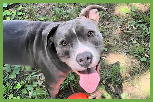 Blue, an adoptable American Pit Bull Terrier in Amherst, MA