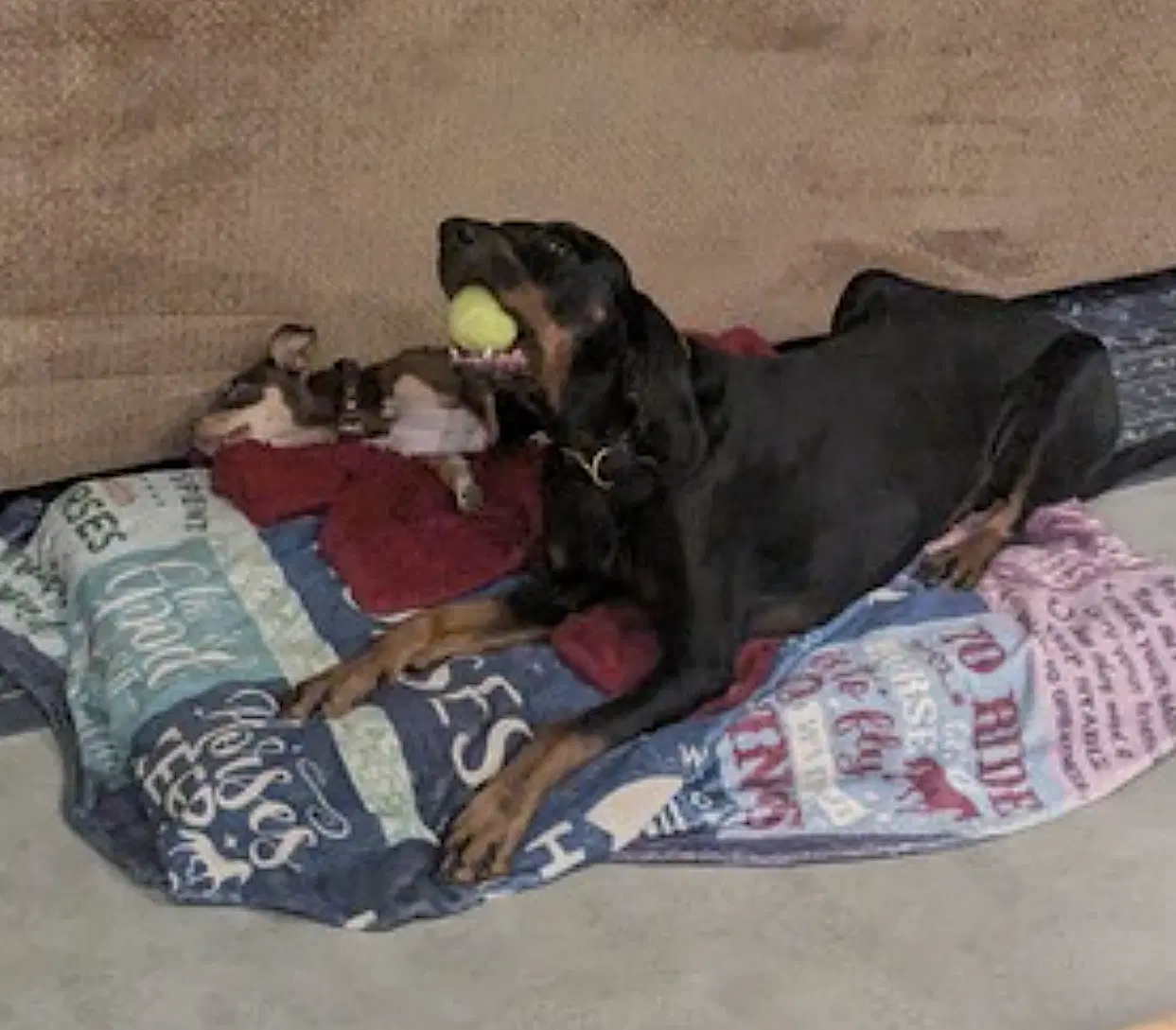 Koa image 2