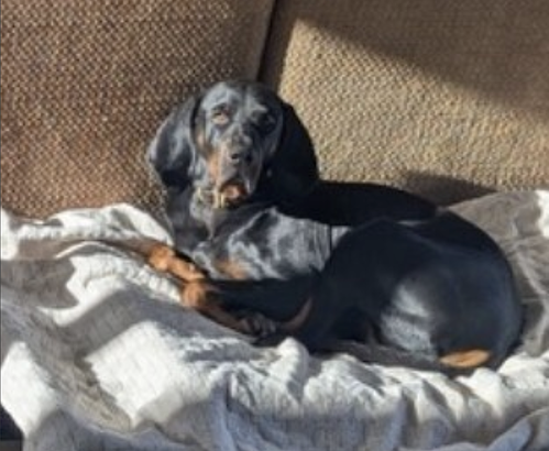 Koa, photo 3