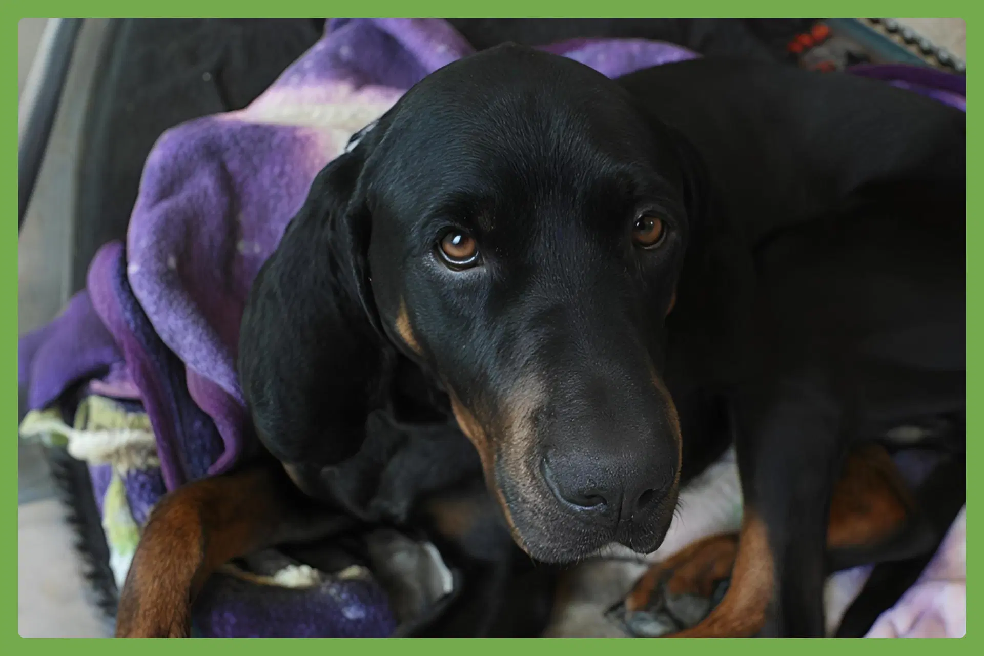 Koa - Black and Tan Coonhound