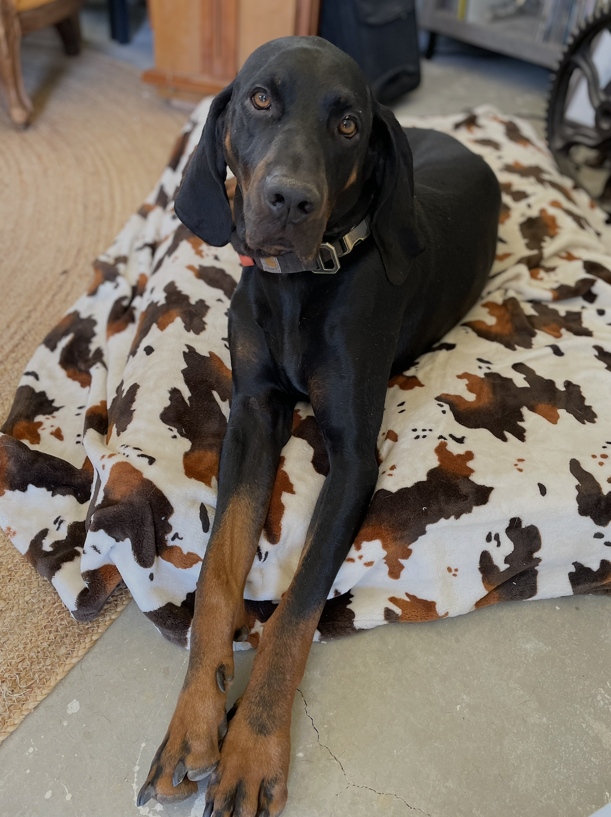 Koa, photo 2