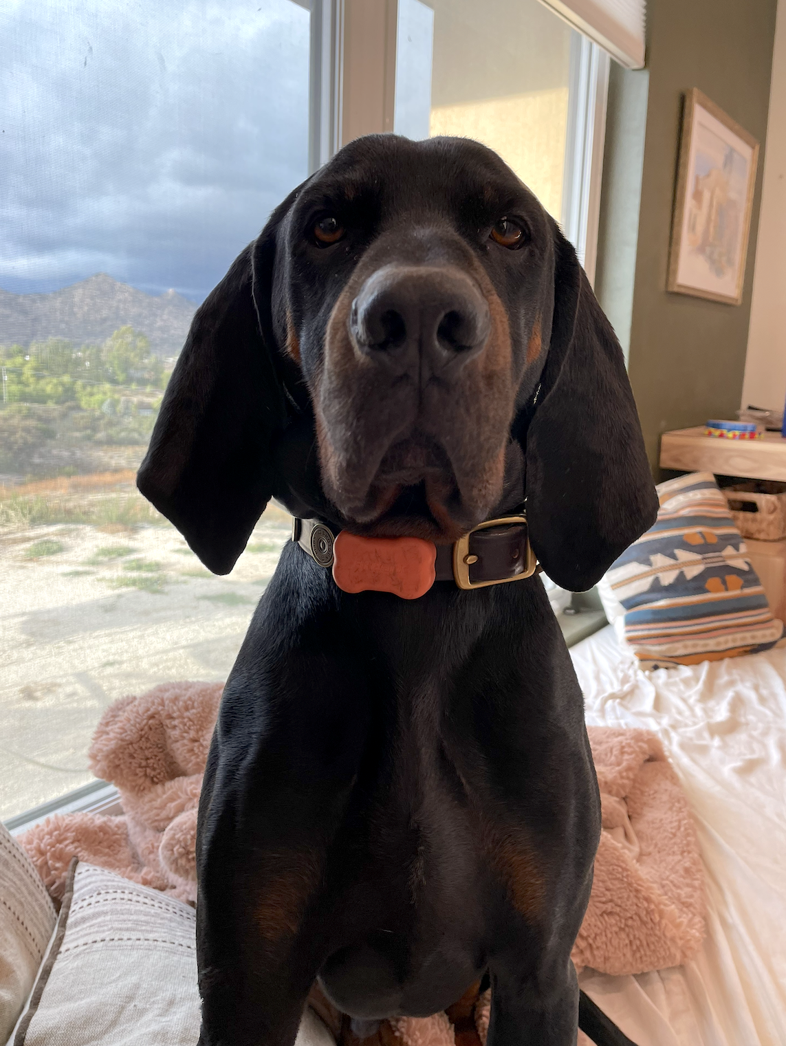 Koa, photo 3