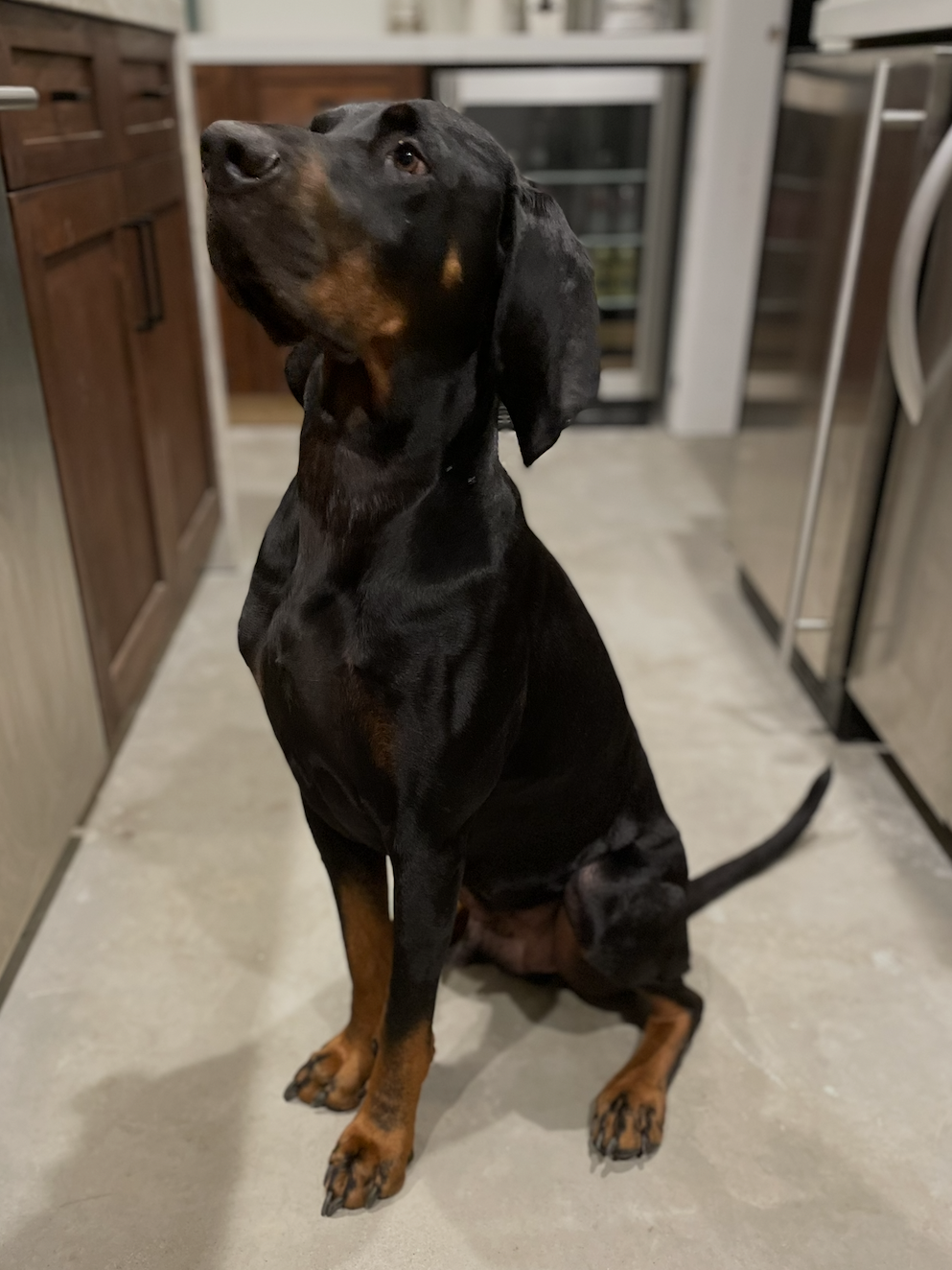 Koa, photo 4
