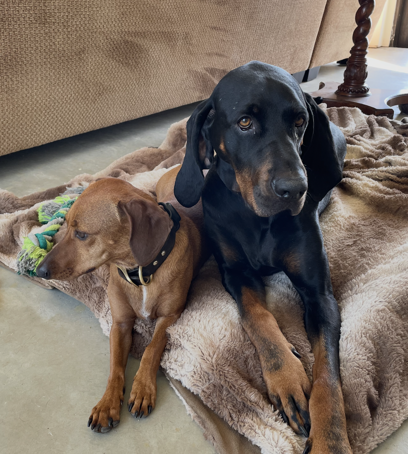Koa, photo 5