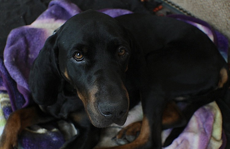Koa, photo 8