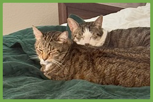 Daisy and Duke, an adoptable Domestic Short Hair in Amherst, MA