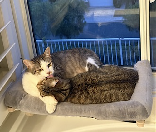 Photo 6 of Daisy and Duke