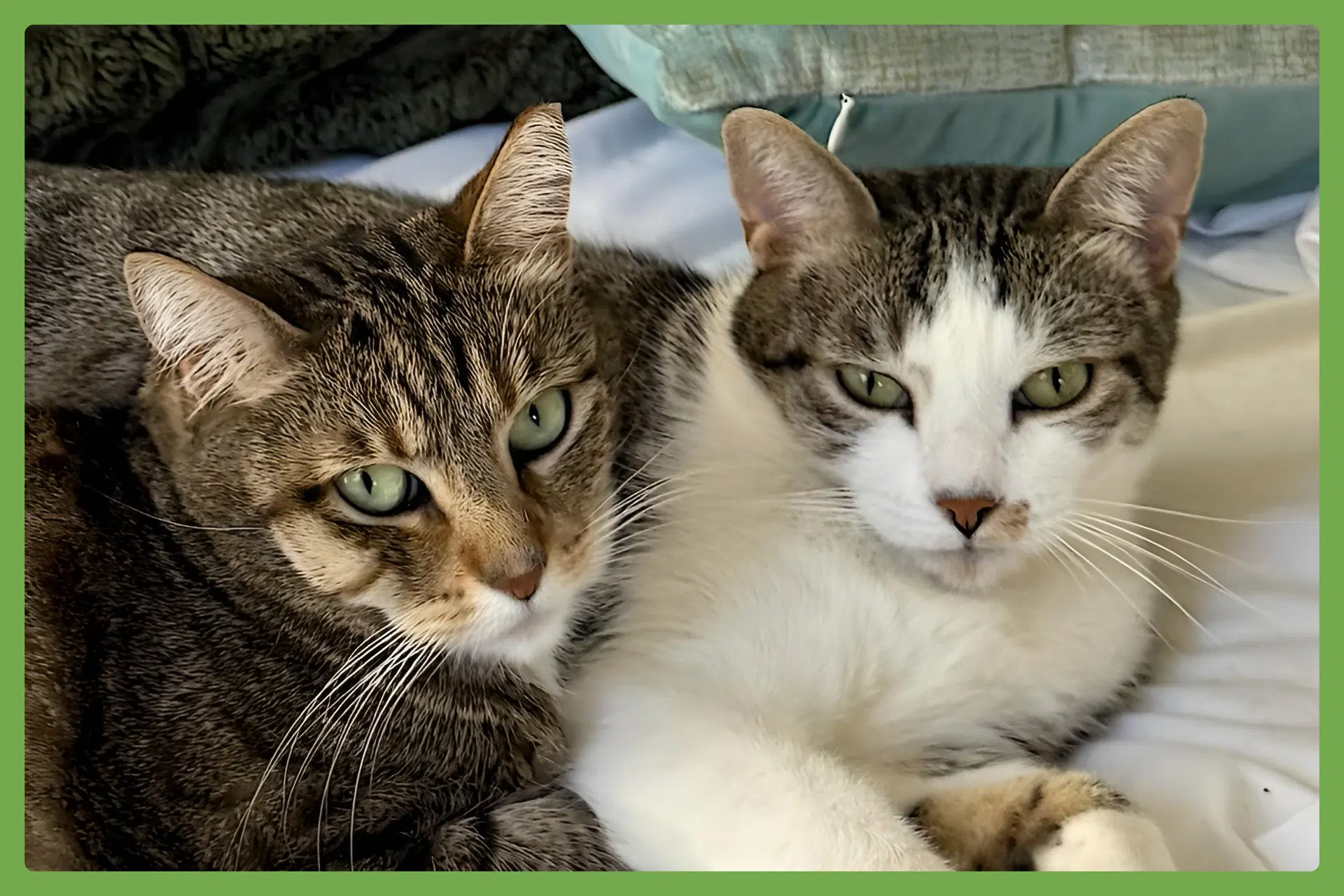 Daisy And Duke - Domestic Short Hair