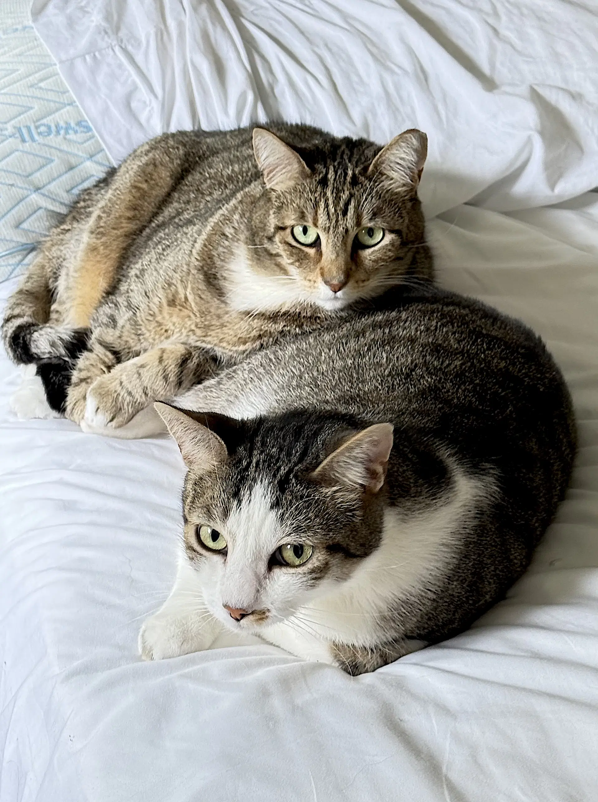 Daisy And Duke image 2