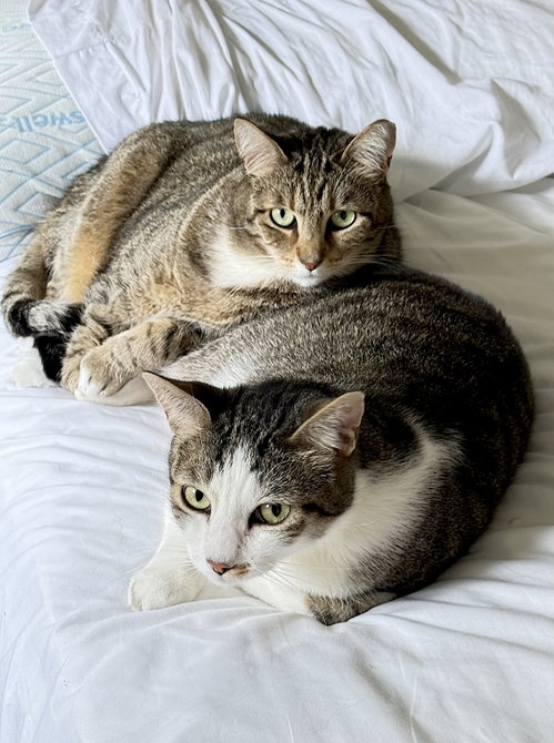 Photo 2 of Daisy and Duke