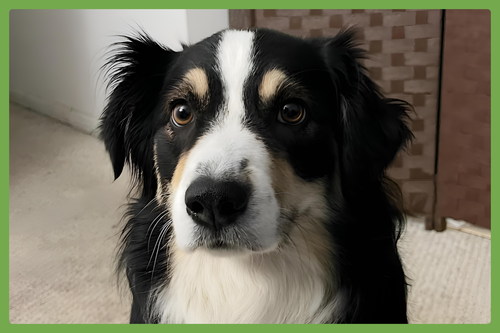 Sasha, an adoptable Australian Shepherd in Amherst, MA