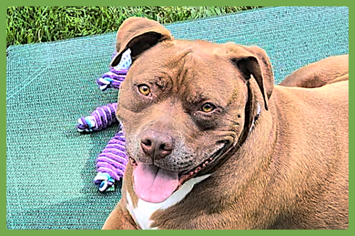 Brie, an adoptable American Pit Bull Terrier in Amherst, MA