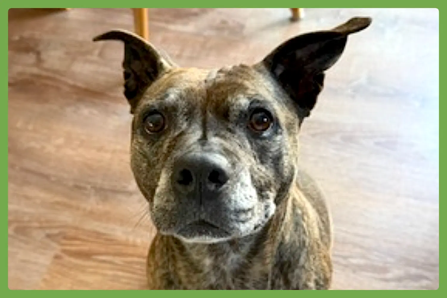 Sophie - Staffordshire Bull Terrier