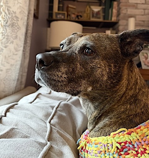 Sophie, photo 5