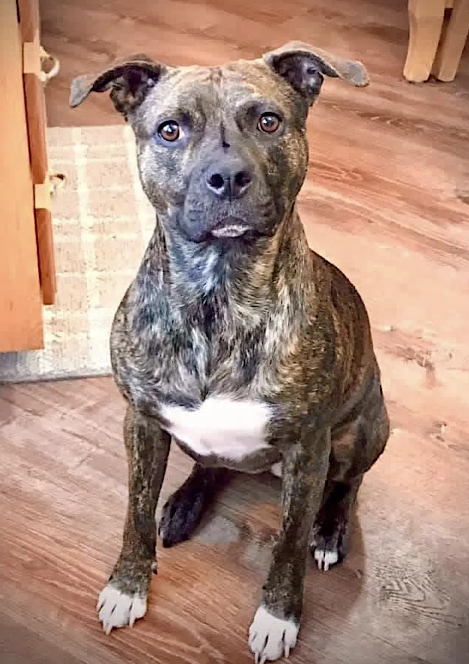 Sophie image 2