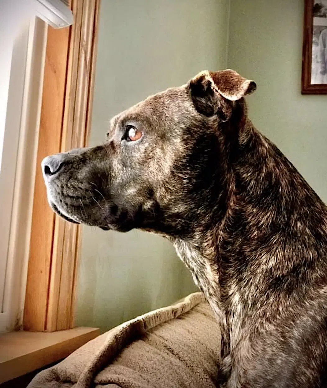 Sophie image 4