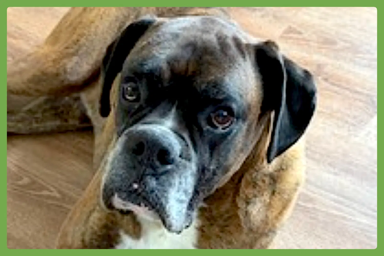 Simba - Boxer