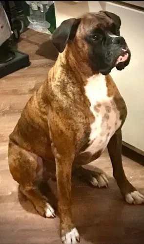 Simba image 2
