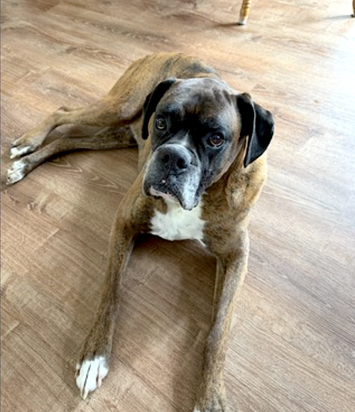 Simba, photo 8