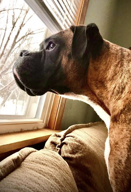 Simba, photo 3