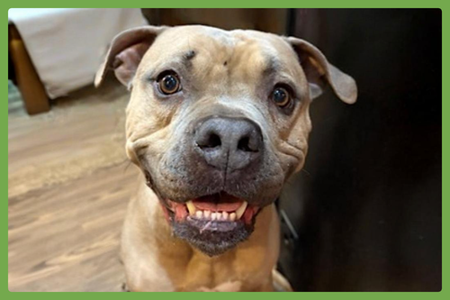 Santana, an adoptable American Pit Bull Terrier in Amherst, MA