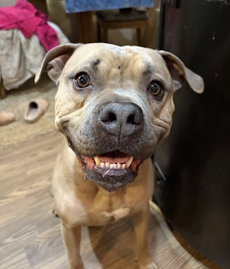 Santana