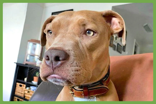 River, an adoptable American Pit Bull Terrier in Amherst, MA