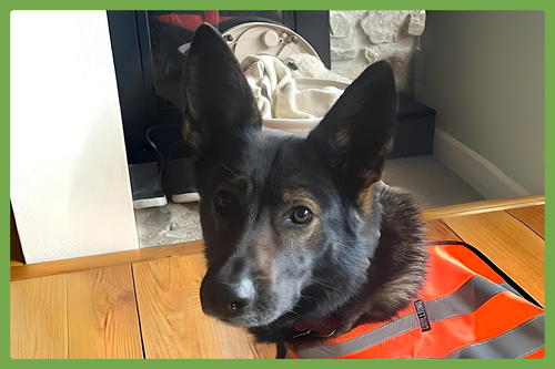 Annie, an adoptable German Shepherd Dog in Amherst, MA