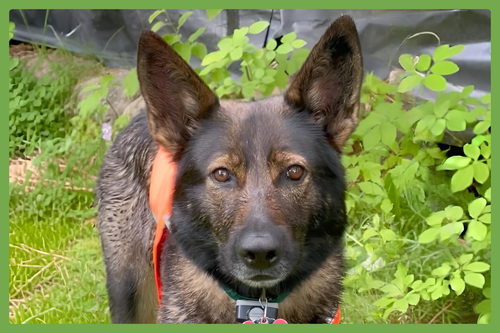 Annie, an adoptable German Shepherd Dog in Amherst, MA